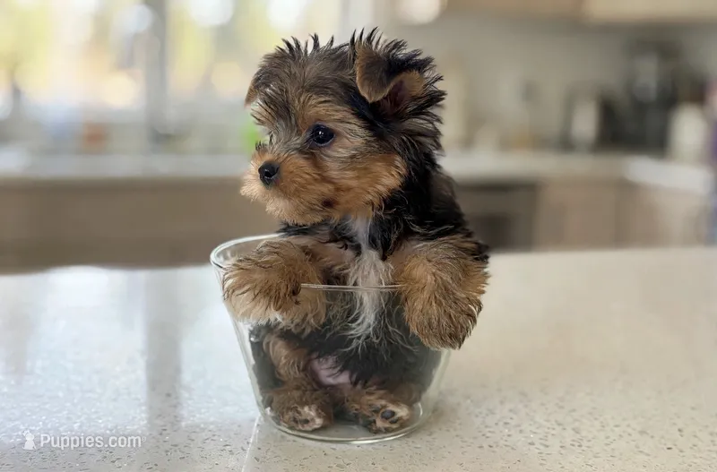 Jase  – Yorkshire Terrier puppy for sale in New Braunfels, TX