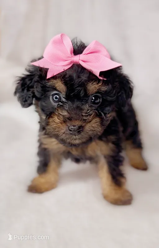 Marley – Poodle - Toy  puppy for sale in New Braunfels, TX