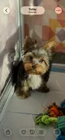 Prince💙830-660-4641⭐️MINI, a male Yorkshire Terrier for sale in New Braunfels, TX – 2 of 5