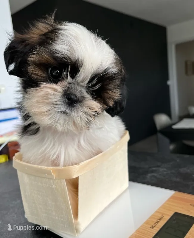 Benny  – Shih Tzu puppy for sale in New Braunfels, TX