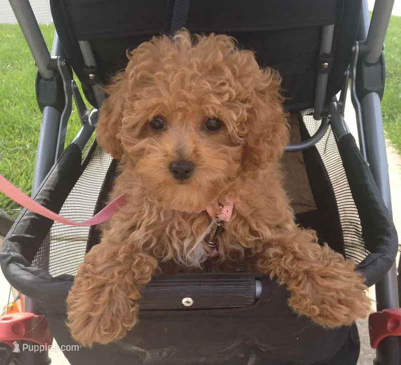 Lucy – Poodle - Toy  puppy for sale in New Braunfels, TX