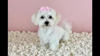 Annie🎀830-660-4641, a female Maltipoo for sale in New Braunfels, TX – 1 of 4