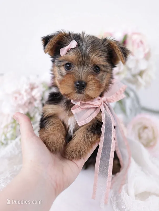 Quinn💕Merle 830-660-4641 – Yorkshire Terrier puppy for sale in New Braunfels, TX