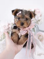 Quinn💕Merle 830-660-4641, a female Yorkshire Terrier for sale in New Braunfels, TX – 1 of 4