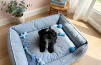 Zed *imperial*, a male Shih Tzu for sale in New Braunfels, TX – 2 of 3