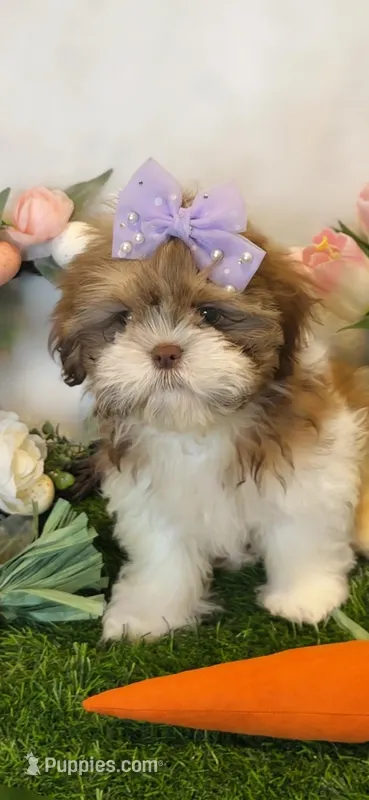 Molly – Shih Tzu puppy for sale in New Braunfels, TX