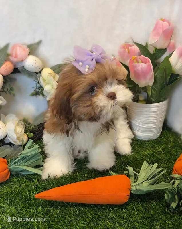 Molly – Shih Tzu puppy for sale in New Braunfels, TX