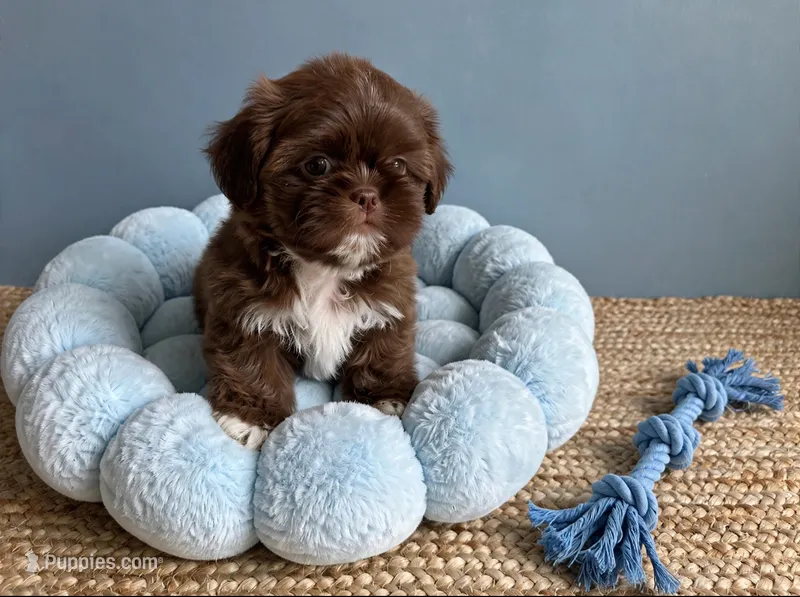 Mason  – Shih Tzu puppy for sale in New Braunfels, TX