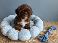 Mason , a male Shih Tzu for sale in New Braunfels, TX – 1 of 2