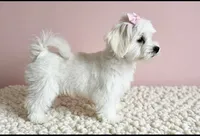 Annie🎀830-660-4641, a female Maltipoo for sale in New Braunfels, TX – 2 of 4
