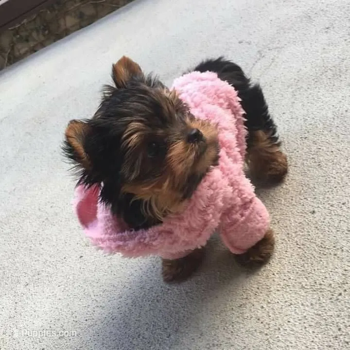 GiGi *teacup* – Yorkshire Terrier puppy for sale in New Braunfels, TX