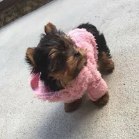 GiGi *teacup*, a female Yorkshire Terrier for sale in New Braunfels, TX – 1 of 4
