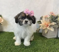 Penny , a female Shih Tzu for sale in New Braunfels, TX – Photo 4 of 4