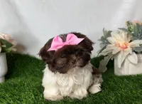 Princess, a female Shih Tzu for sale in New Braunfels, TX – Photo 2 of 2