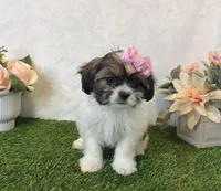 Penny , a female Shih Tzu for sale in New Braunfels, TX – Photo 3 of 4