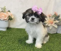 Penny , a female Shih Tzu for sale in New Braunfels, TX – Photo 2 of 4