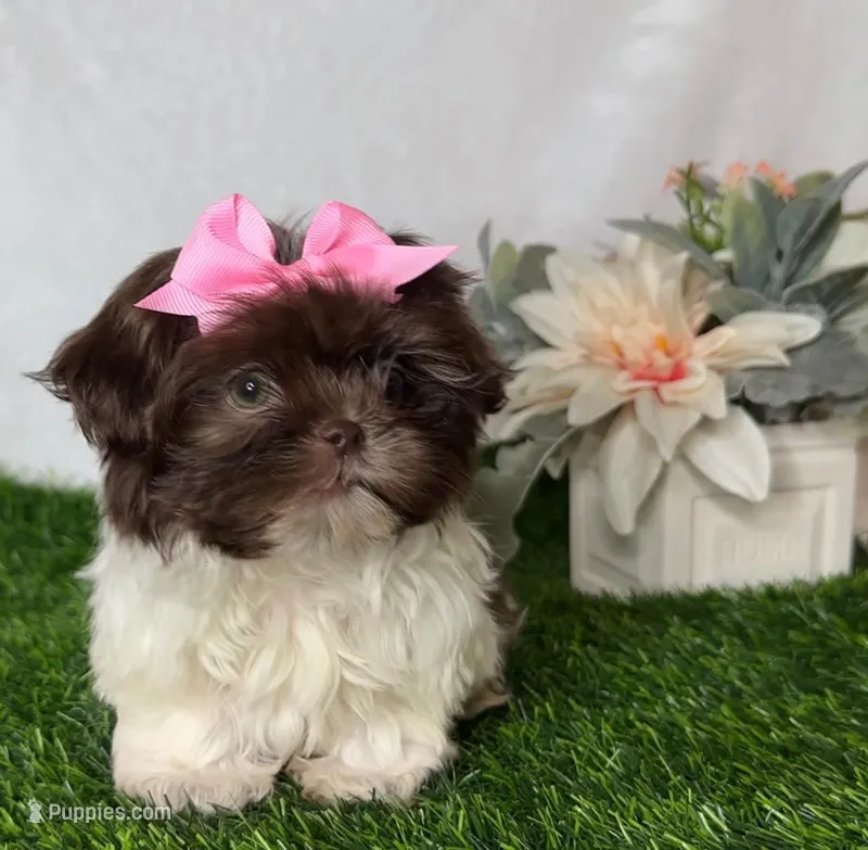 Princess – Shih Tzu puppy for sale in New Braunfels, TX