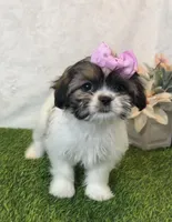 Penny , a female Shih Tzu for sale in New Braunfels, TX – Photo 1 of 4