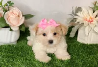 Savy , a female Yorkipoo for sale in New Braunfels, TX – 3 of 3