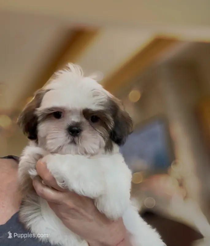 Cooper  – Shih Tzu puppy for sale in New Braunfels, TX