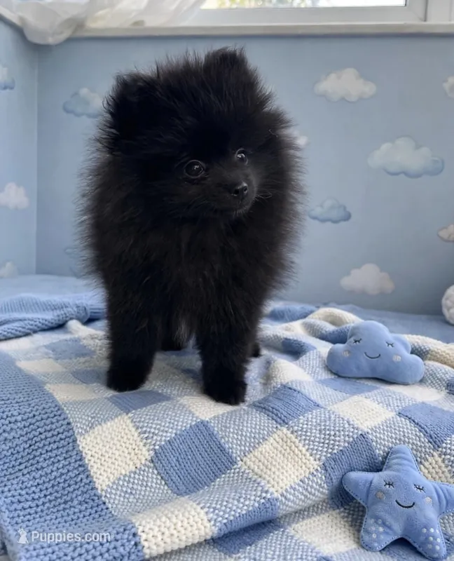 Jett❤️830-660-4641 – Pomeranian puppy for sale in New Braunfels, TX