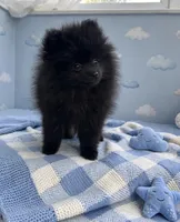 Jett❤️830-660-4641, a male Pomeranian for sale in New Braunfels, TX – 1 of 1