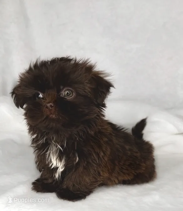 Choco /Liver nose 🍫 – Shih Tzu puppy for sale in New Braunfels, TX