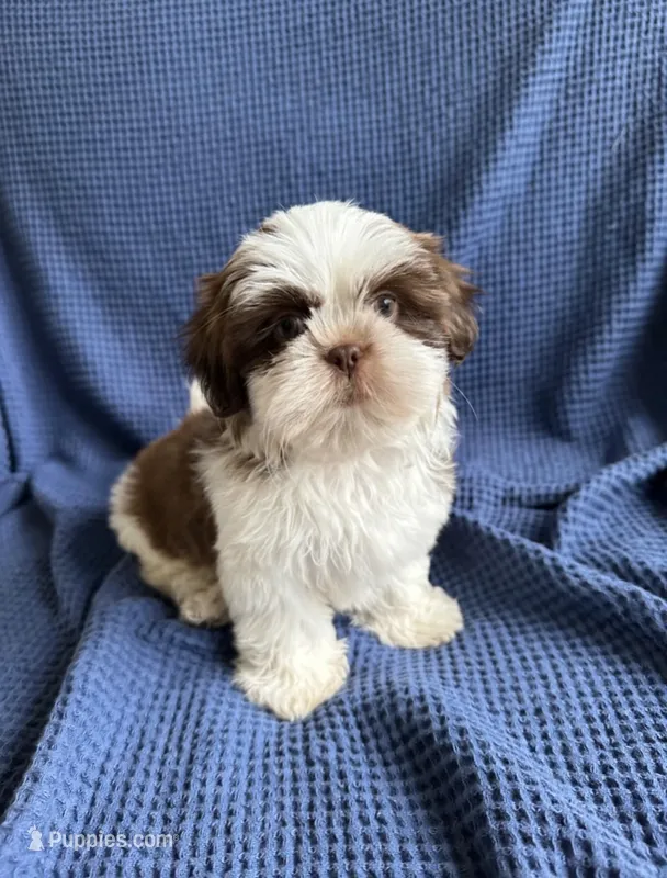 Choco  – Shih Tzu puppy for sale in New Braunfels, TX
