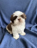 Choco , a male Shih Tzu for sale in New Braunfels, TX – 1 of 2