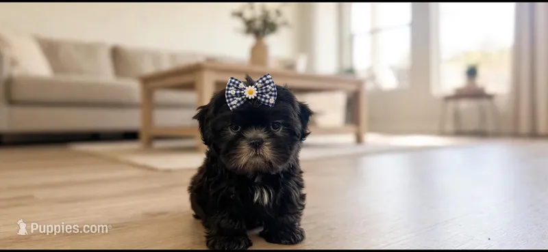 Molly – Shih Tzu puppy for sale in New Braunfels, TX