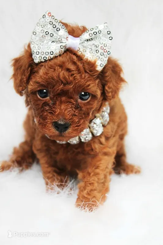 Scarlett  – Poodle - Toy  puppy for sale in New Braunfels, TX
