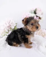 Quinn💕Merle 830-660-4641, a female Yorkshire Terrier for sale in New Braunfels, TX – 2 of 4