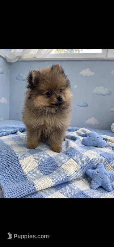 Taz  – Pomeranian puppy for sale in New Braunfels, TX