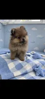 Taz , a male Pomeranian for sale in New Braunfels, TX – 1 of 1