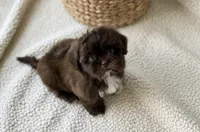 Wyatt, a male Shih Tzu for sale in New Braunfels, TX – 4 of 4