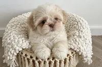 Jasper/830-660-4641, a male Shih Tzu for sale in New Braunfels, TX – 3 of 3