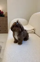 Ryder💙Imperial:830-660-4641, a male Shih Tzu for sale in New Braunfels, TX – 2 of 4