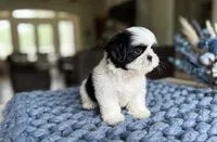 Oreo, a male Shih Tzu for sale in New Braunfels, TX – 2 of 3