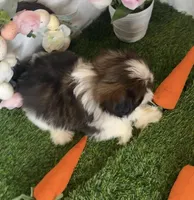 Tobie , a male Shih Tzu for sale in New Braunfels, TX – Photo 6 of 7