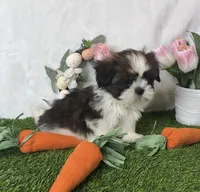 Tobie , a male Shih Tzu for sale in New Braunfels, TX – Photo 5 of 7