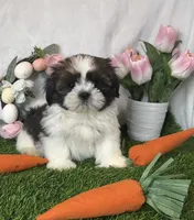 Tobie , a male Shih Tzu for sale in New Braunfels, TX – Photo 1 of 7