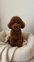 Monty, a male Poodle - Toy  for sale in New Braunfels, TX – 1 of 1