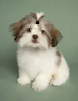 Romeo-830-660-4641⭐️IMPERIAL, a male Shih Tzu for sale in New Braunfels, TX – 2 of 2