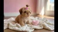Princess, a female Shih Tzu for sale in New Braunfels, TX – 2 of 2
