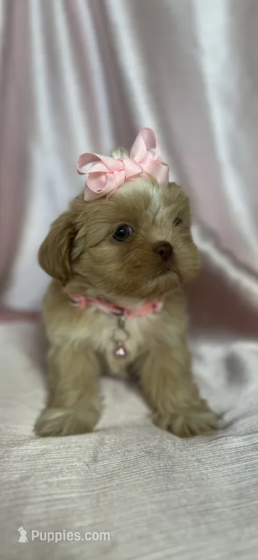 Rhea  – Shih Tzu puppy for sale in New Braunfels, TX