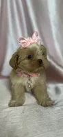 Rhea , a female Shih Tzu for sale in New Braunfels, TX – 1 of 3
