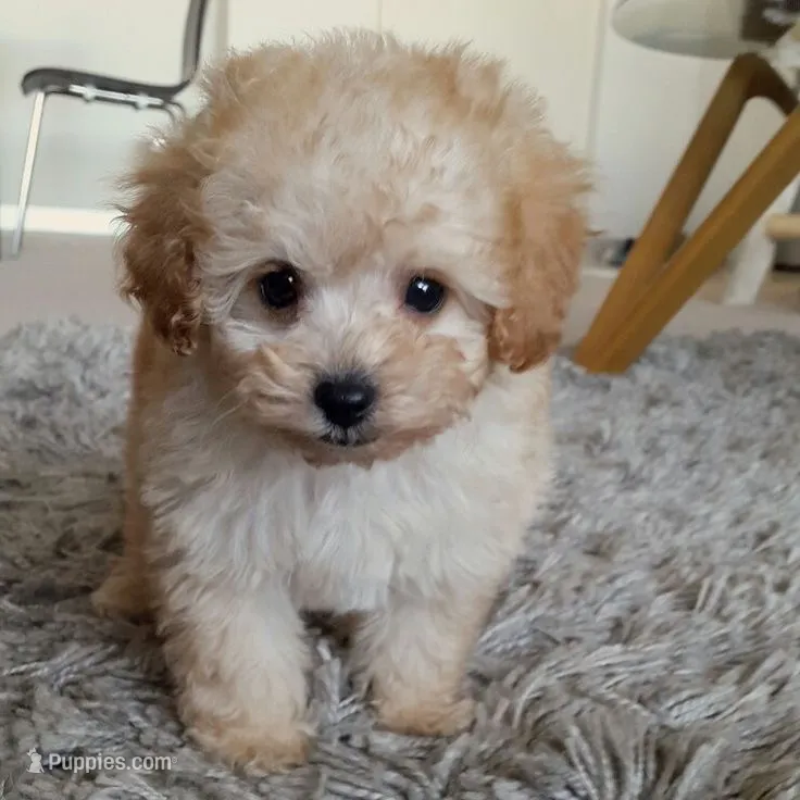 Remi *TOY* – Poodle - Toy  puppy for sale in New Braunfels, TX