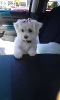 Molly , a female Maltipoo for sale in New Braunfels, TX – 2 of 2