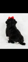 Jazzy- imperial , a female Shih Tzu for sale in New Braunfels, TX – 3 of 3