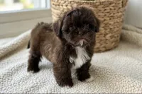 Wyatt, a male Shih Tzu for sale in New Braunfels, TX – 2 of 4